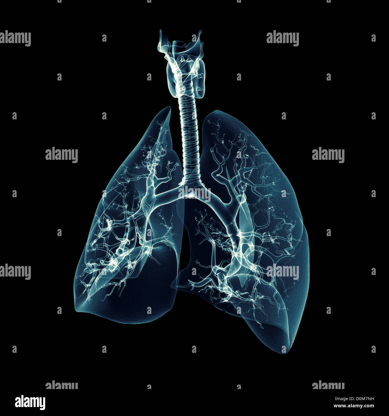 The respiratory system in isolation. The lungs are transparent allowing