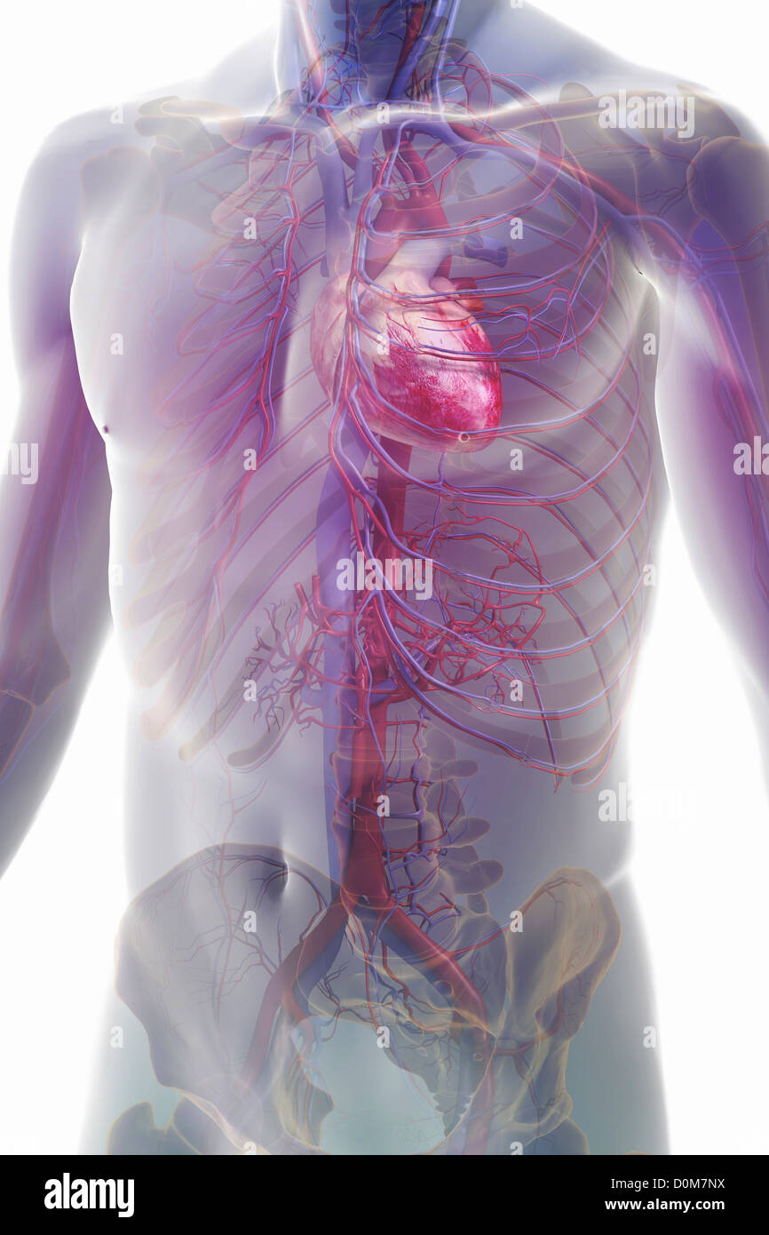 Three-quarter view of the cardiovascular system and bones of the upper body. Stock Photo
