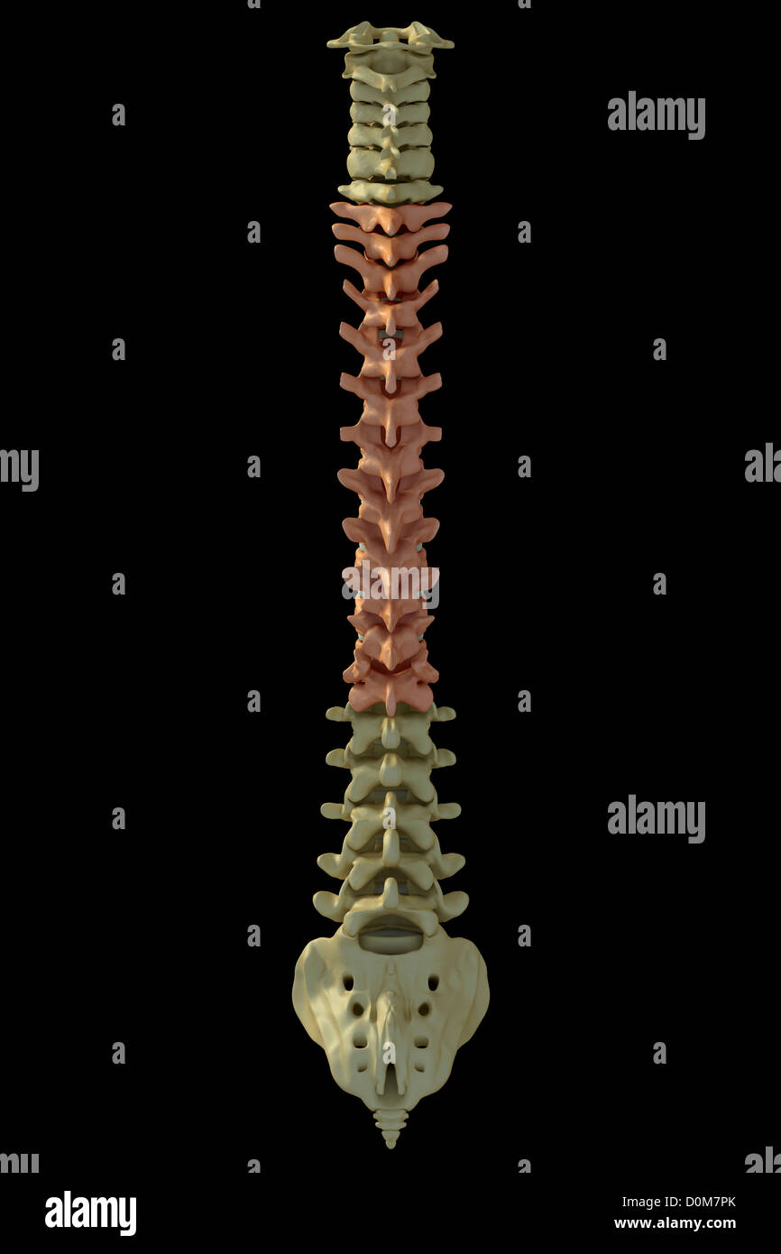 human spine back view