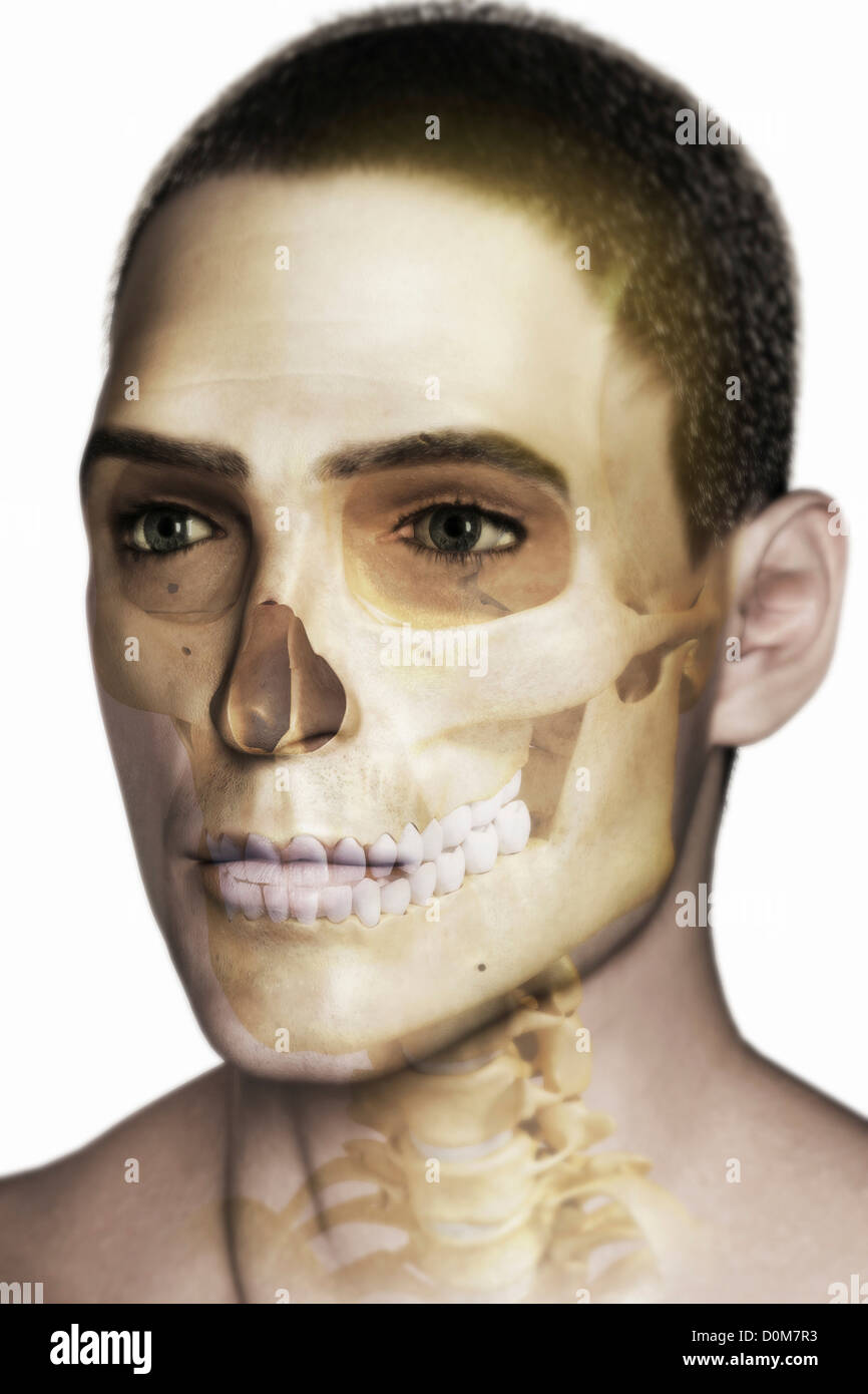 Front three-quarter view of the skull within the skin (male Stock Photo -  Alamy