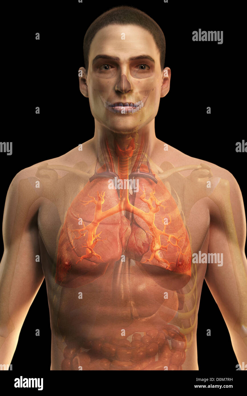 Front view of the torso showing the digestive system and respiratory system. The skeleton is also partially visible. Stock Photo