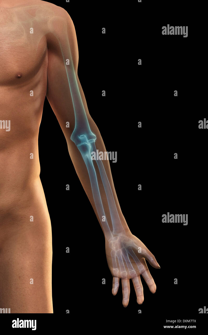 Stylized front view of the bones of the left arm (male). Stock Photo