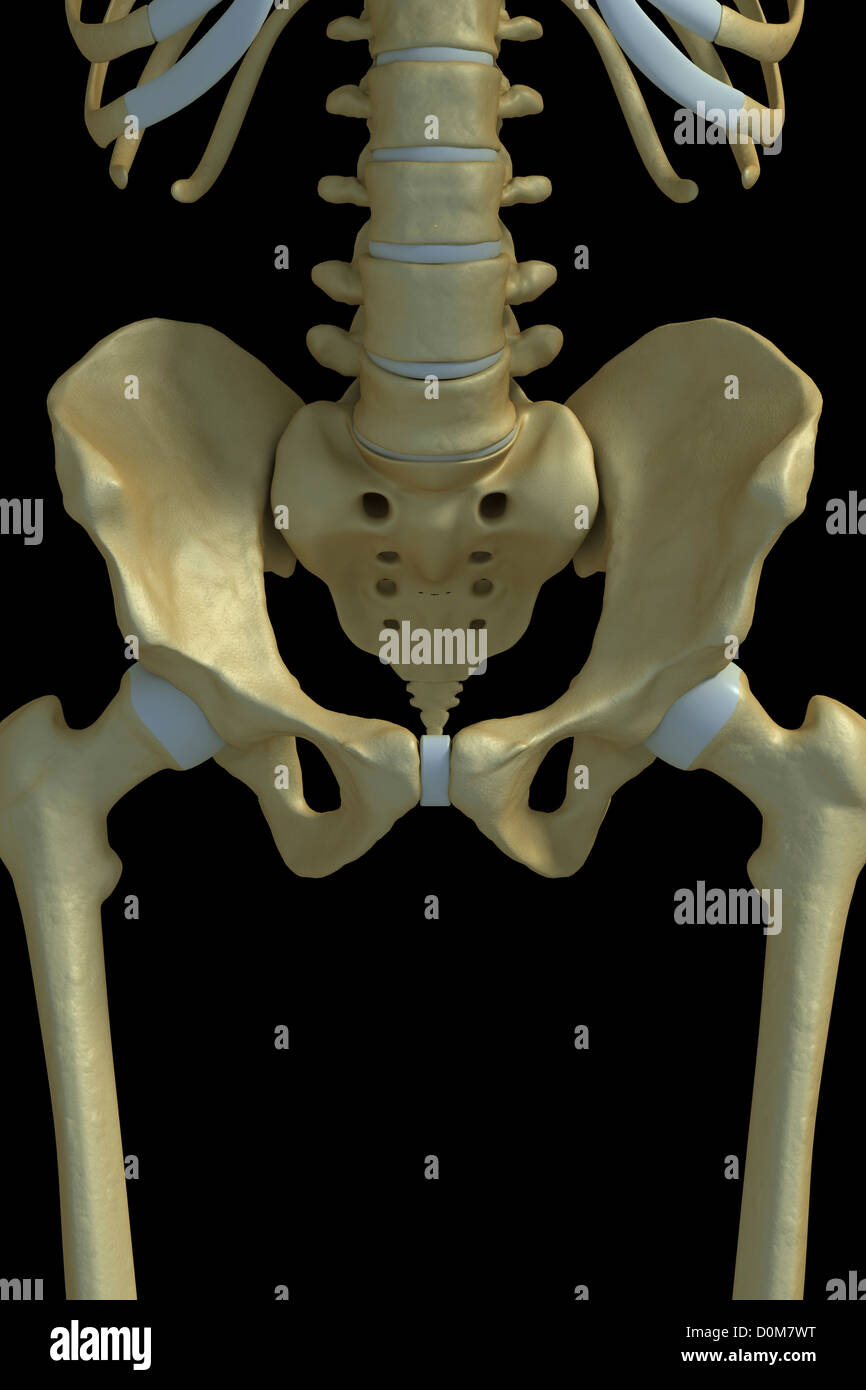 The bones of the pelvis including the sacrum and pelvic girdles. Stock Photo