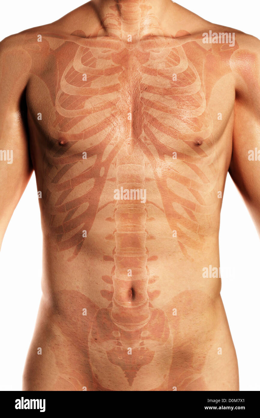 Stylized view from the front of the bones the torso within the skin (male). Stock Photo