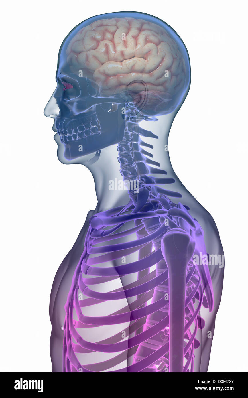 Stylized side view of the bones of the head and neck within the skin. The brain is also present within the skull. Stock Photo