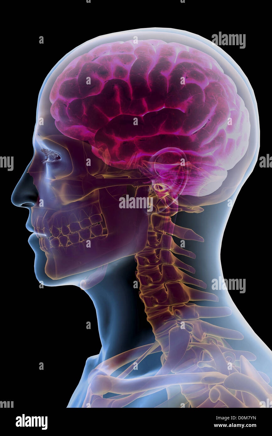 Stylized side view of the bones of the head and neck within the skin with the brain within the skull. Stock Photo