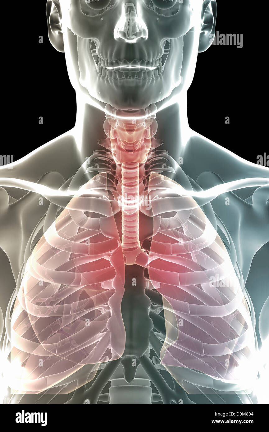 Close-up view of the upper body showing the respiratory system. Stock Photo