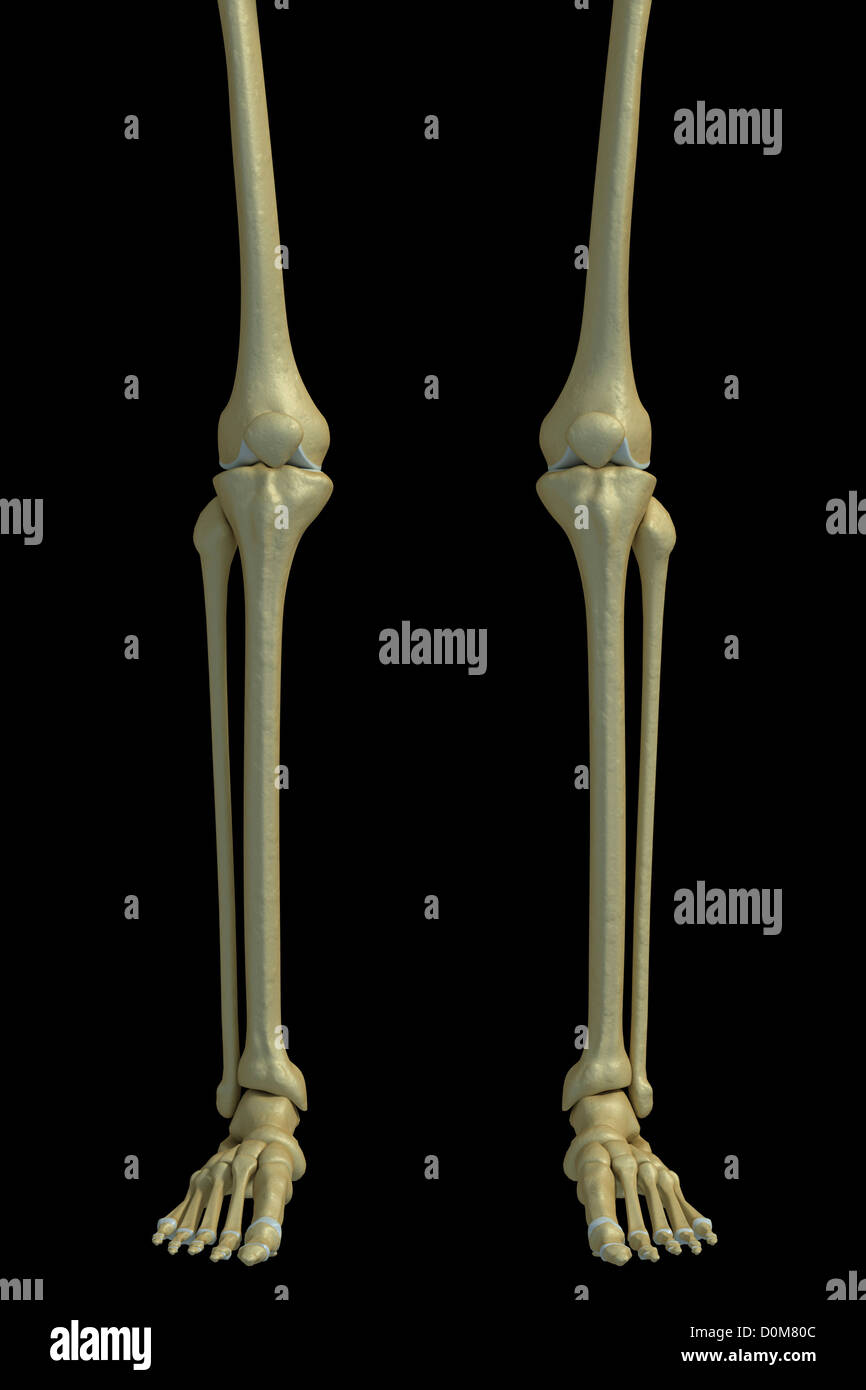 Front view of the bones of the legs, knee joints, ankle joints and feet. Stock Photo