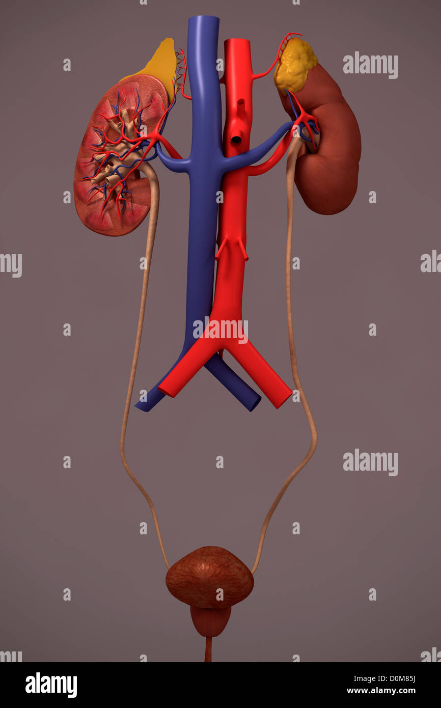Front view of the urinary system. The blood supply of the kidneys is also included Stock Photo