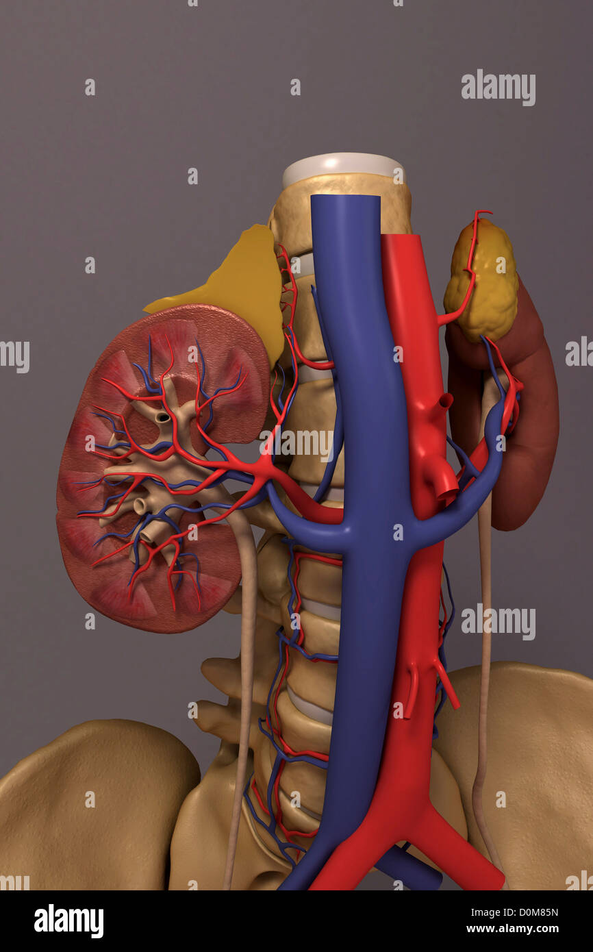 Front view of the renal system and it's blood supply. The vertebral column and pelvis is also included. Stock Photo