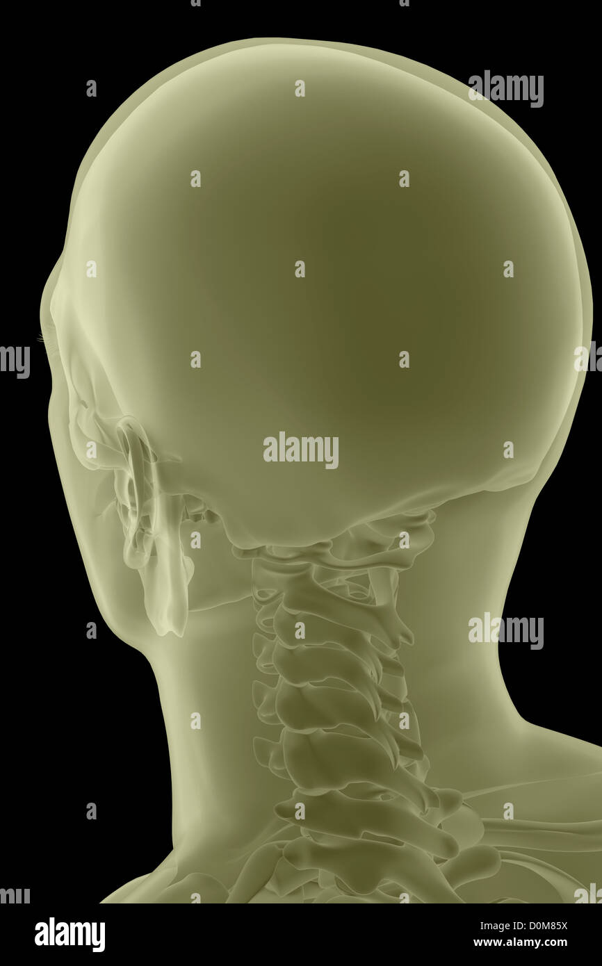 Rear view of the bones of the head and neck Stock Photo - Alamy