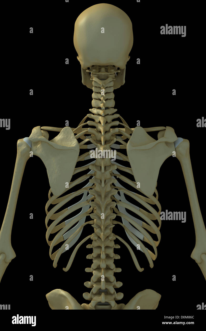Three quarter view bones cervical spine hi-res stock photography and ...