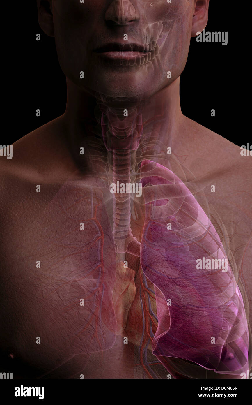 Close-up view of the upper body showing the respiratory system. Stock Photo