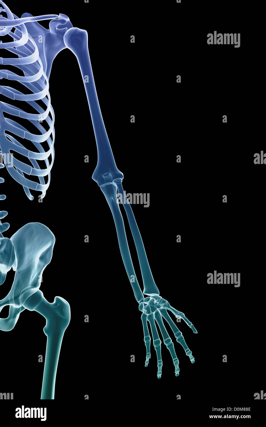 Stylized front view of the bones of the left arm (male). Stock Photo