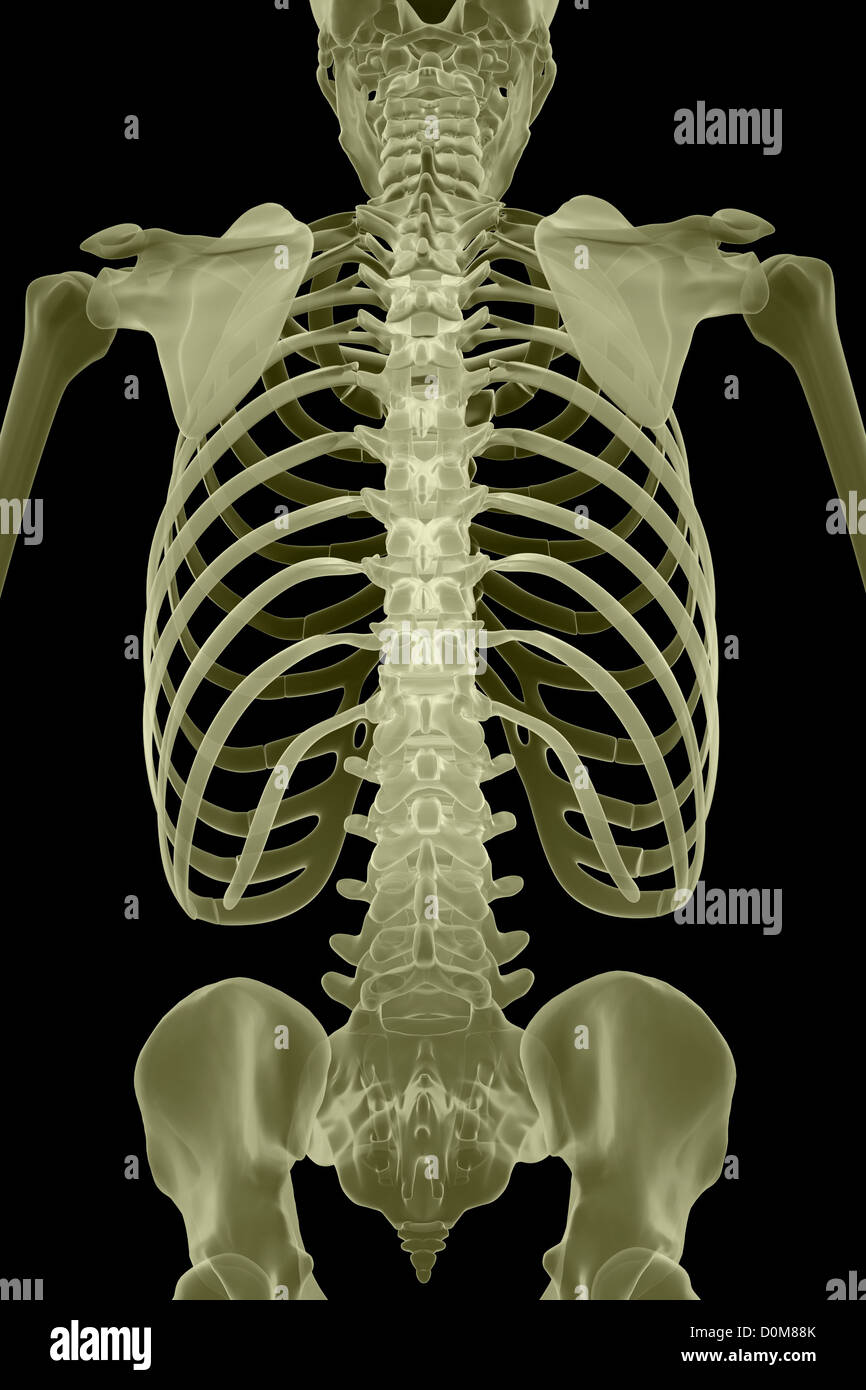 Human Skeleton Diagram Rear View