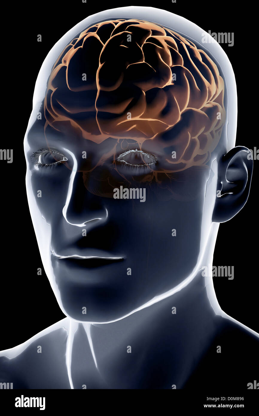 Brain Front View In Head