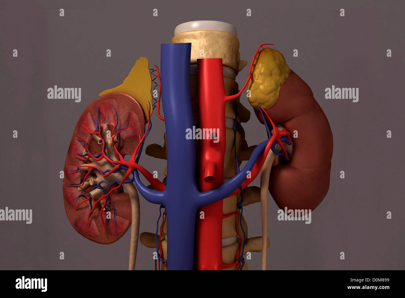 Front view of the renal system and it's blood supply. The vertebral column is also included. Stock Photo