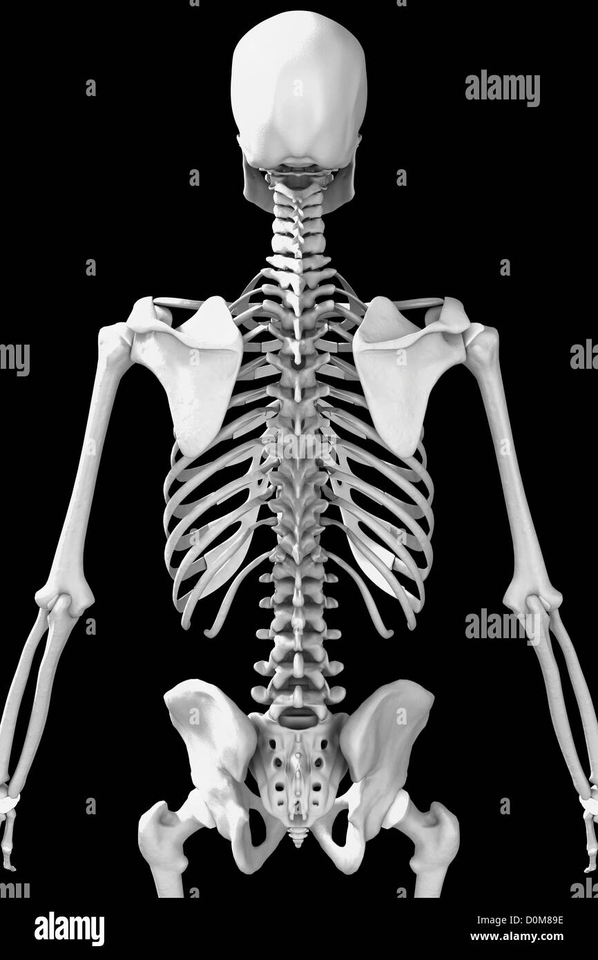 A rear view of the bones of the male upper body in a gray scaled style. Stock Photo