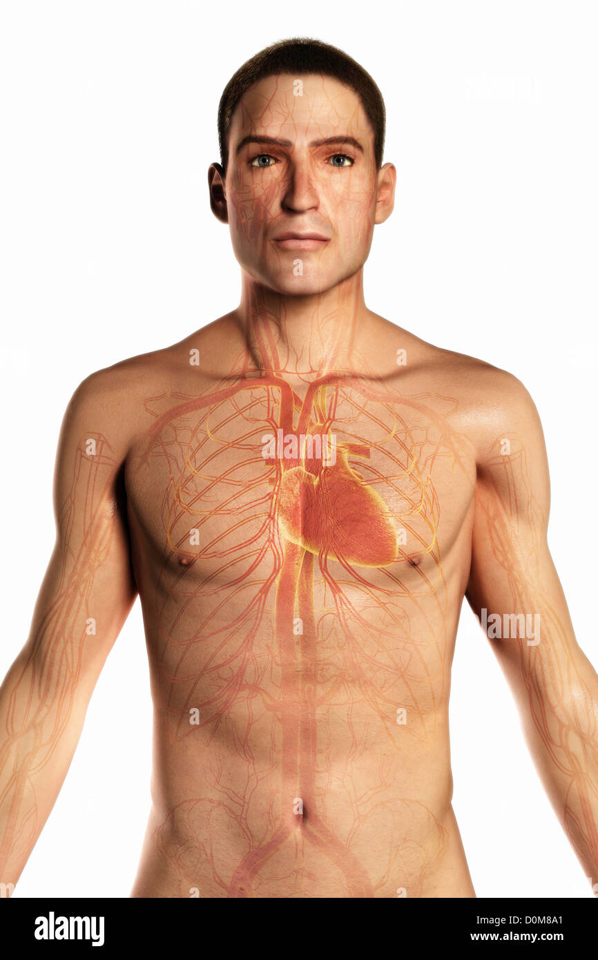 Upper body anatomy hi res stock photography and images Alamy