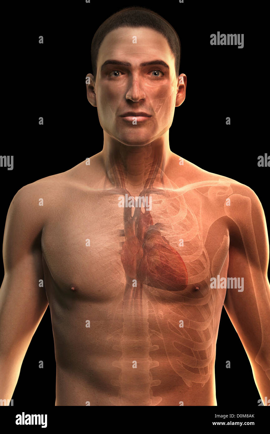 Front view of a male figure with the heart and ribcage visible. Stock Photo