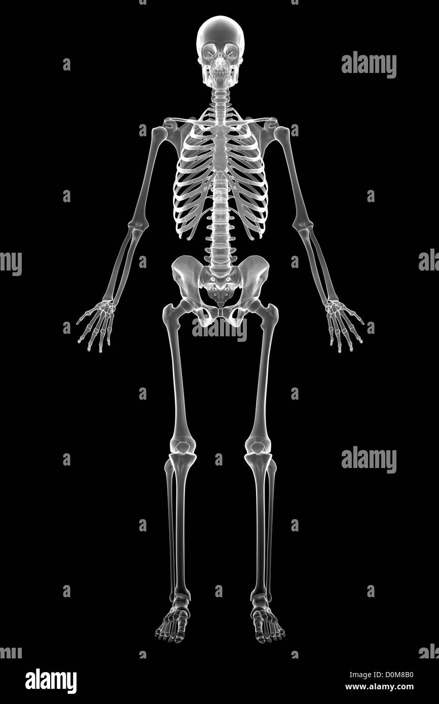 Full body view of the male human skeleton. Stock Photo