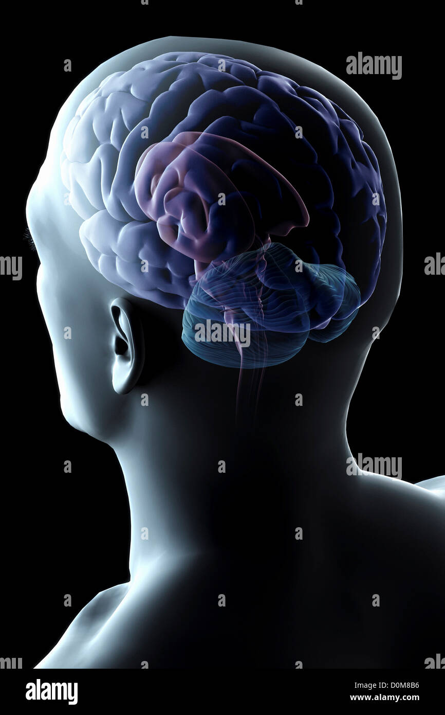 Brain xray rear hi-res stock photography and images - Alamy