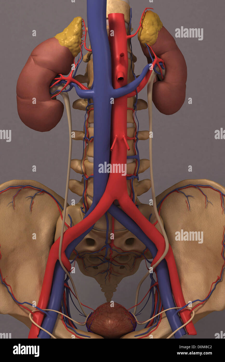 Front view of the renal system and it's blood supply. The vertebral column and pelvis is also included. Stock Photo