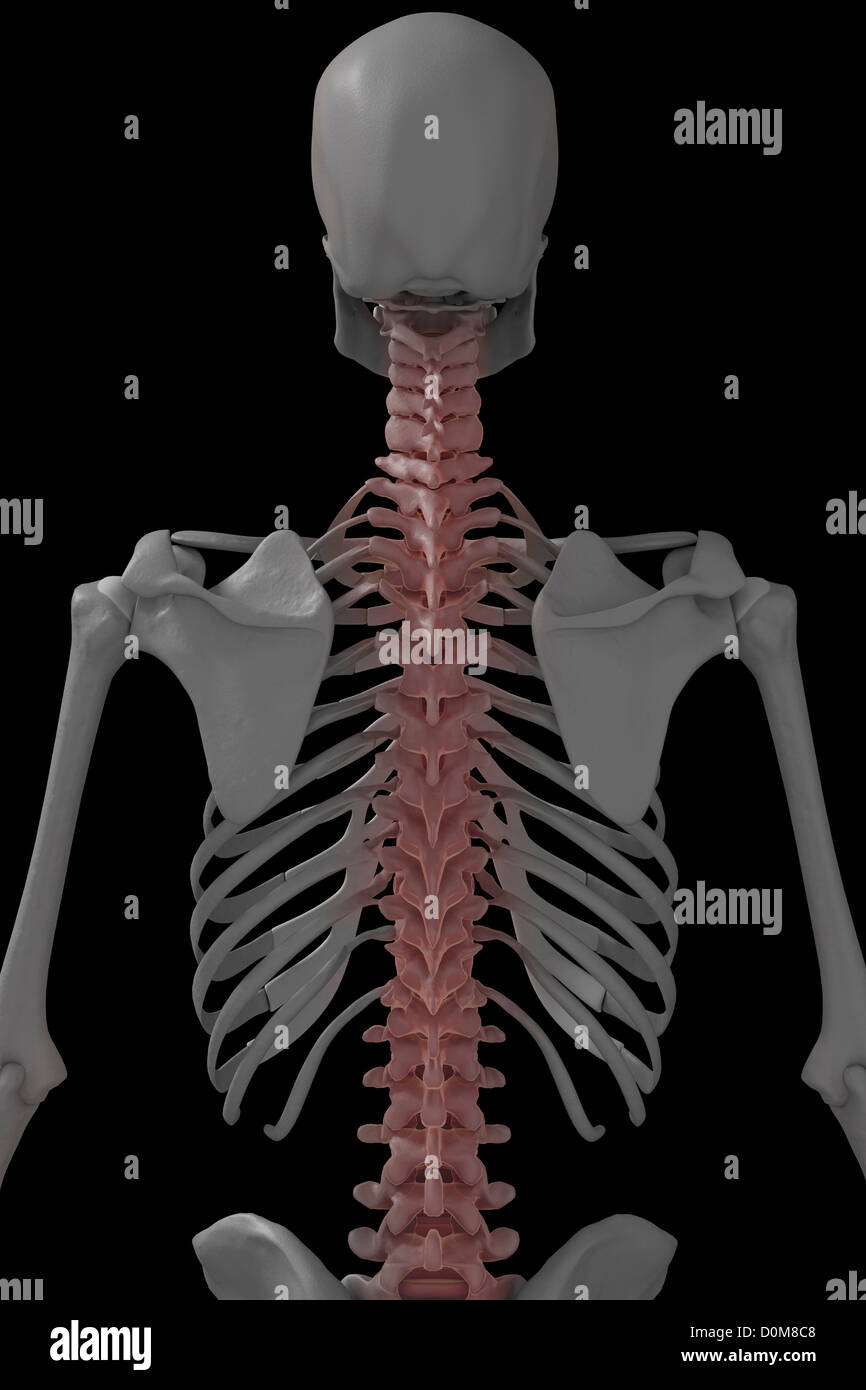 Rear Three Quarter View Of The Bones Of The Male Upper Body The Stock Photo Alamy