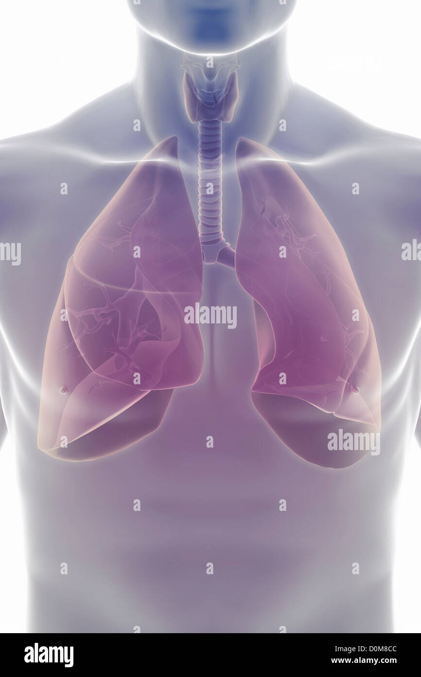 Close-up view of the upper body showing the respiratory system. Stock Photo