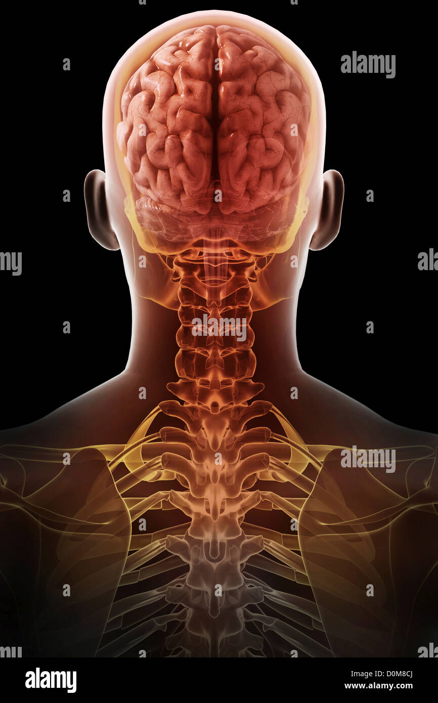 Rear view of the brain relative to the skull and upper body Stock Photo