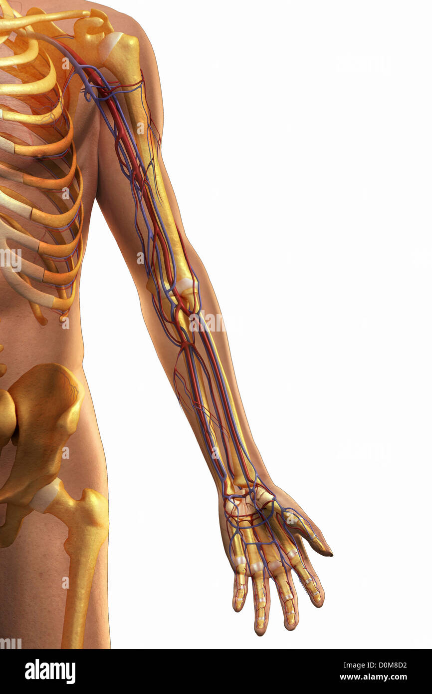 Front view of the left arm showing the major blood vessels relative to the skeleton. Stock Photo
