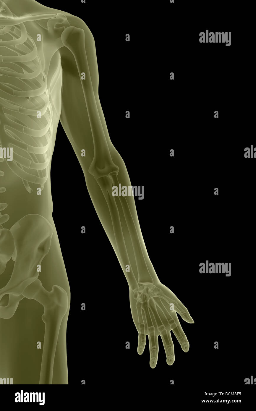 Stylized front view of the bones the left arm within the skin (male). Stock Photo