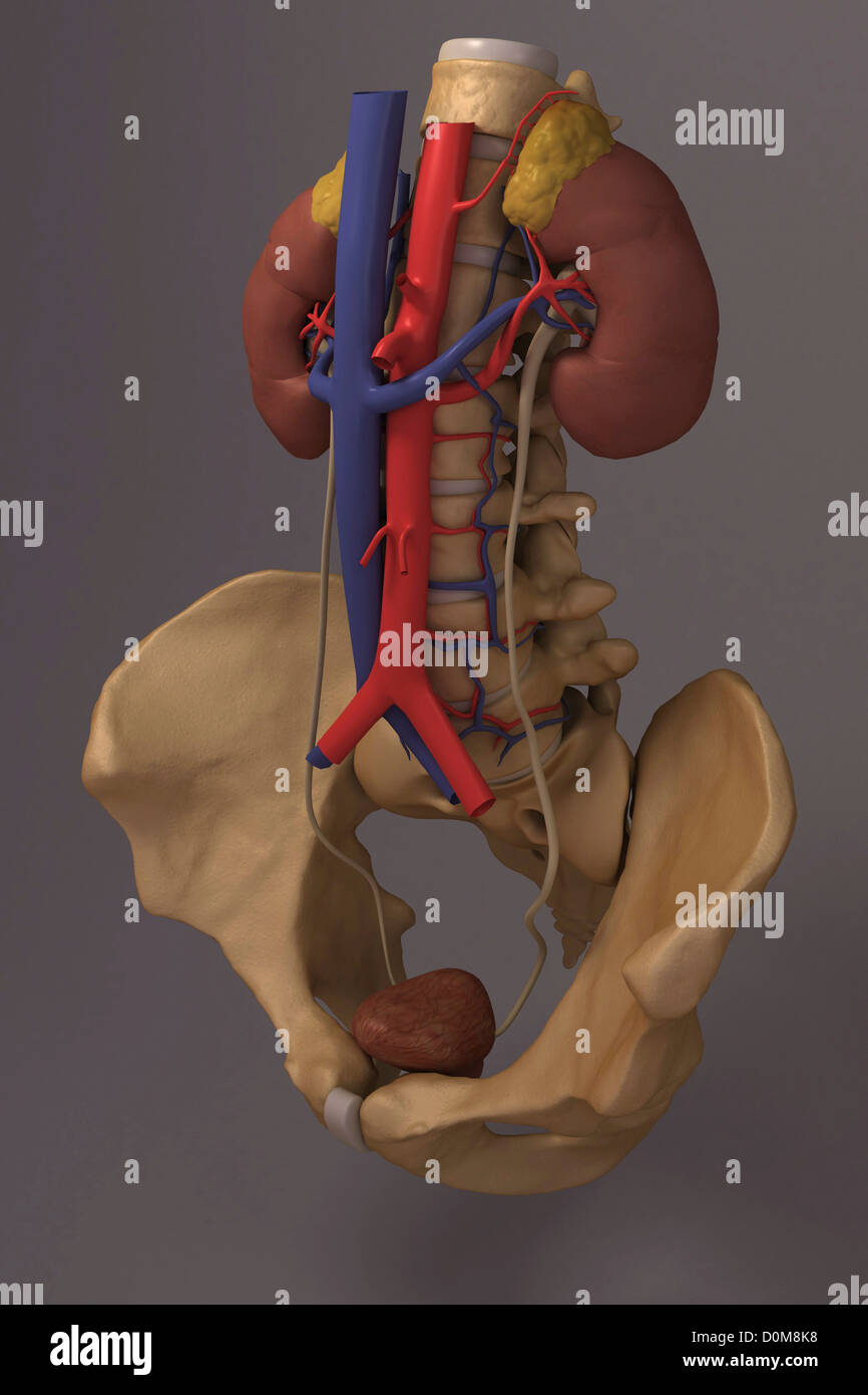 Front view of the renal system and it's blood supply. The vertebral column and pelvis is also included. Stock Photo