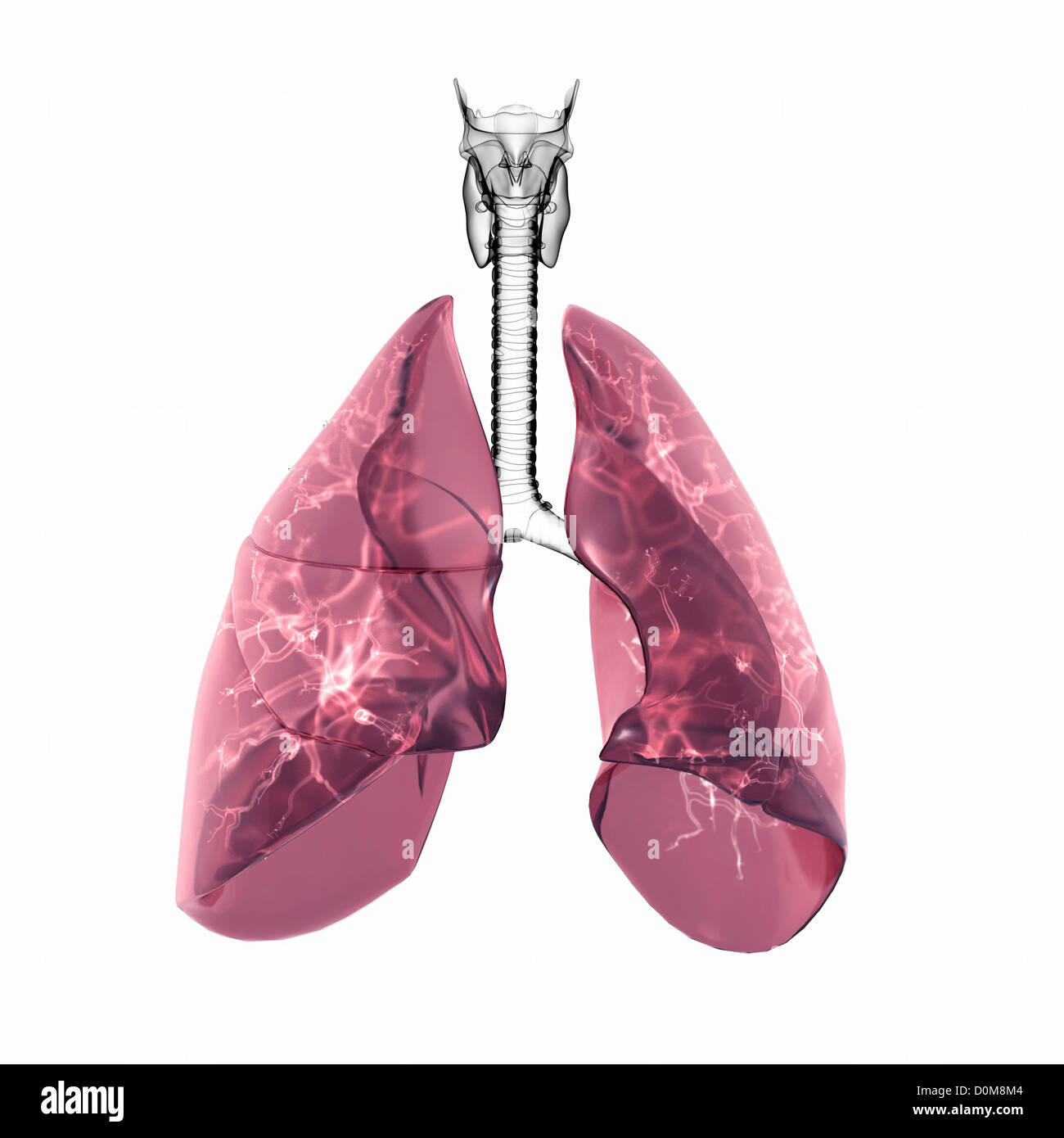 The respiratory system in isolation. The lungs are transparent allowing