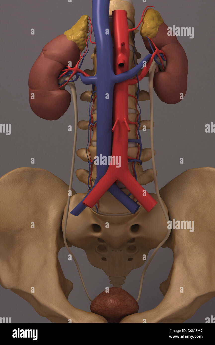 Front view of the renal system and it's blood supply. The vertebral column and pelvis is also included. Stock Photo