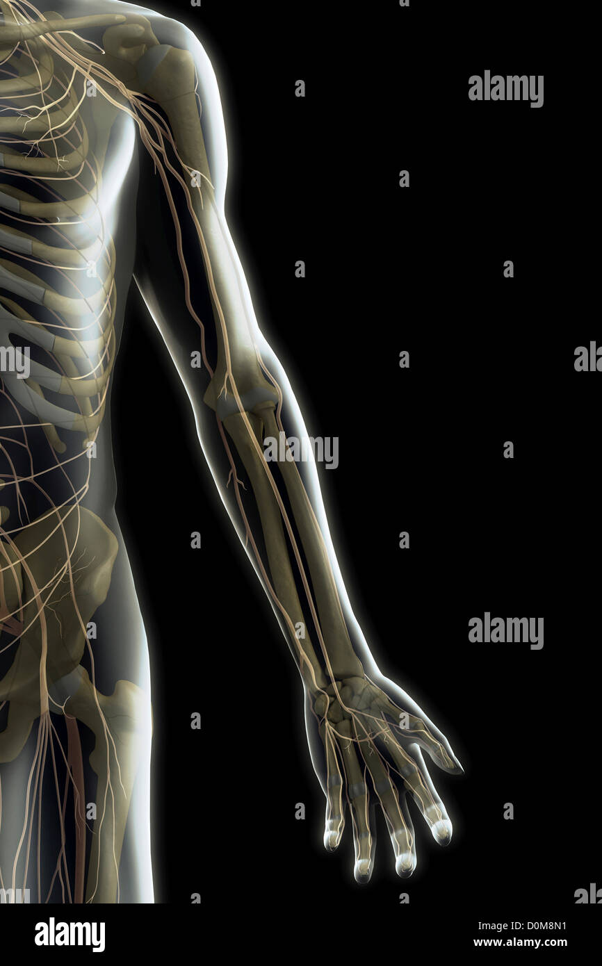 Stylized nerves and bones of the left arm (male). Stock Photo