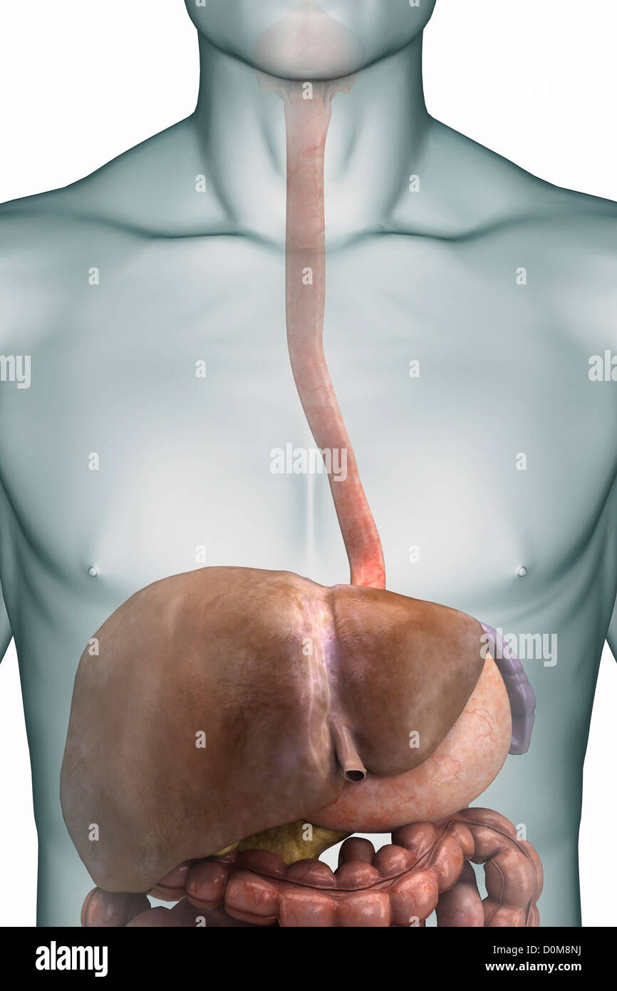 Front view of a close-up of the upper digestive tract focusing on the esophagus and liver. Stock Photo