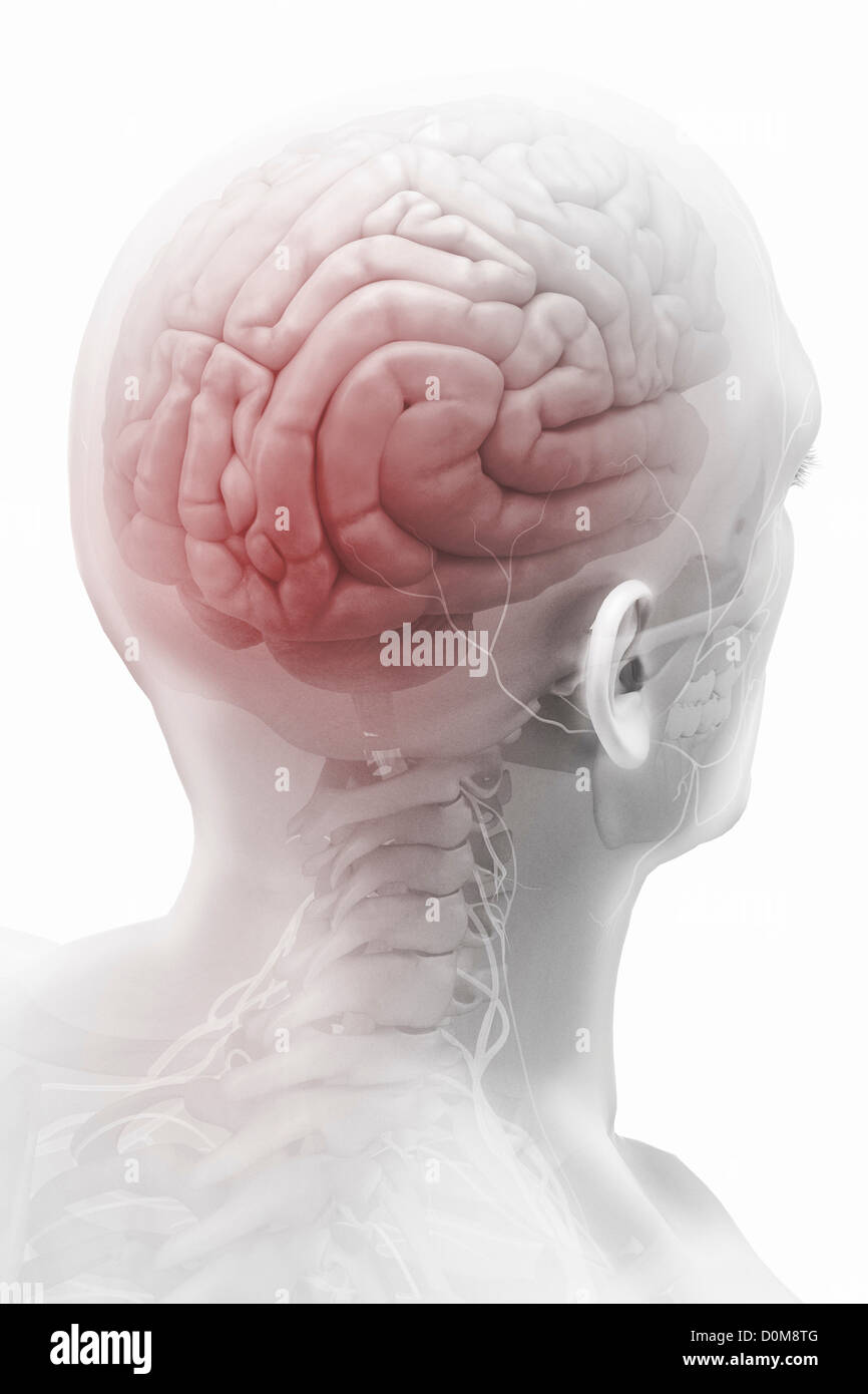 The brain as viewed from behind within the head and skull. Surrounding nerves are also visible. Stock Photo