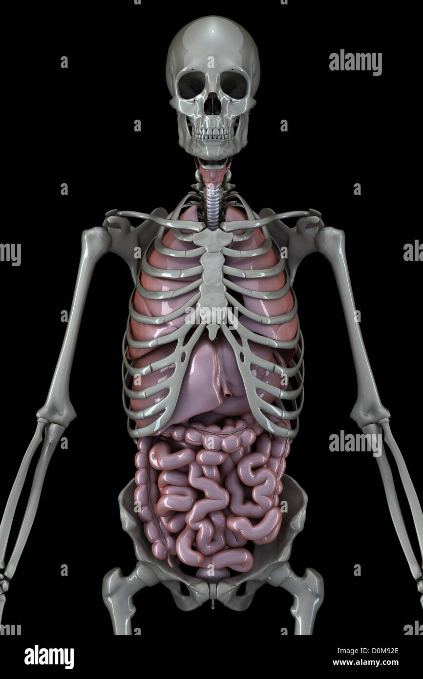 Metallic human skeleton and organs of the trunk viewed from the front ...