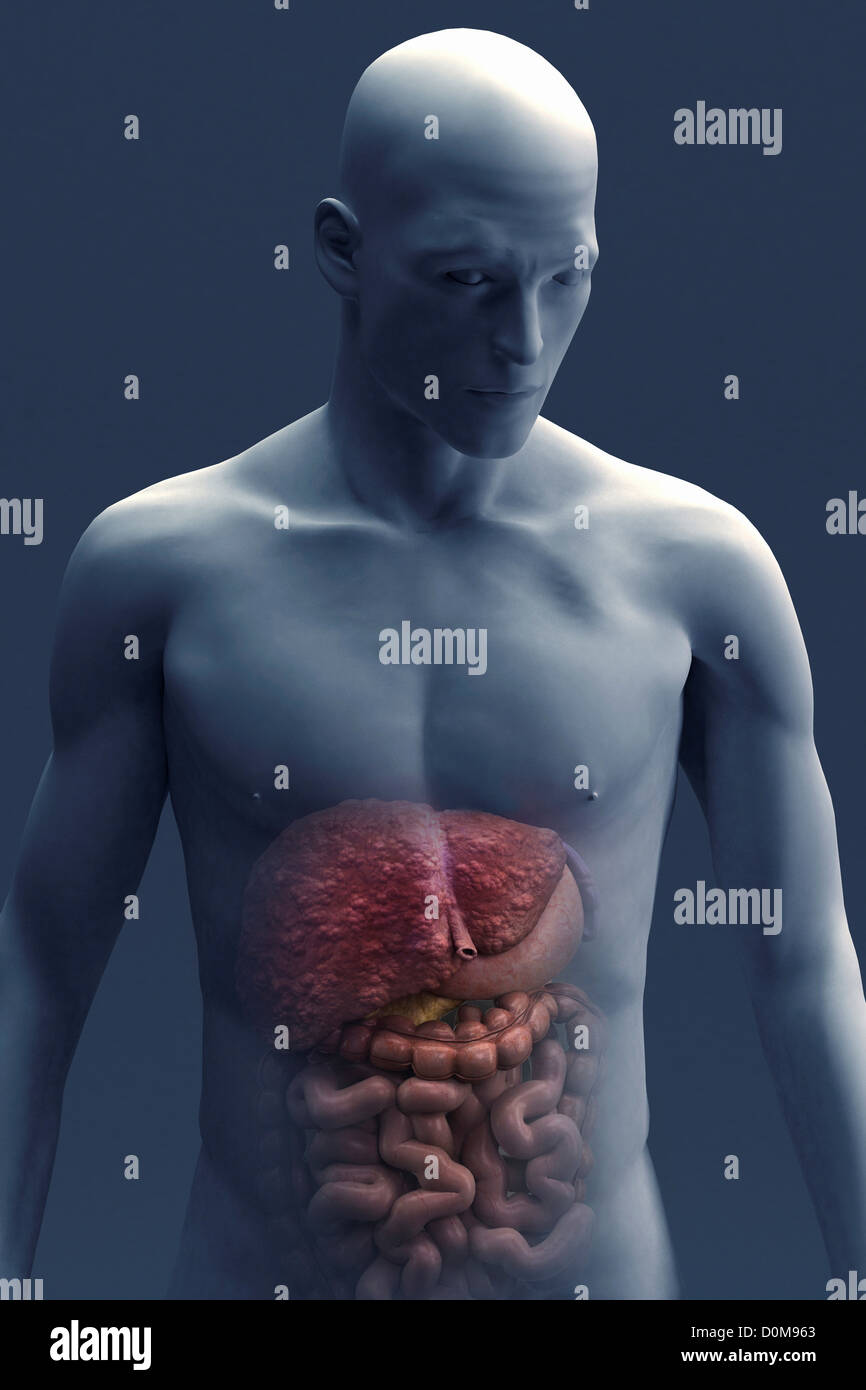 Digestive System Liver