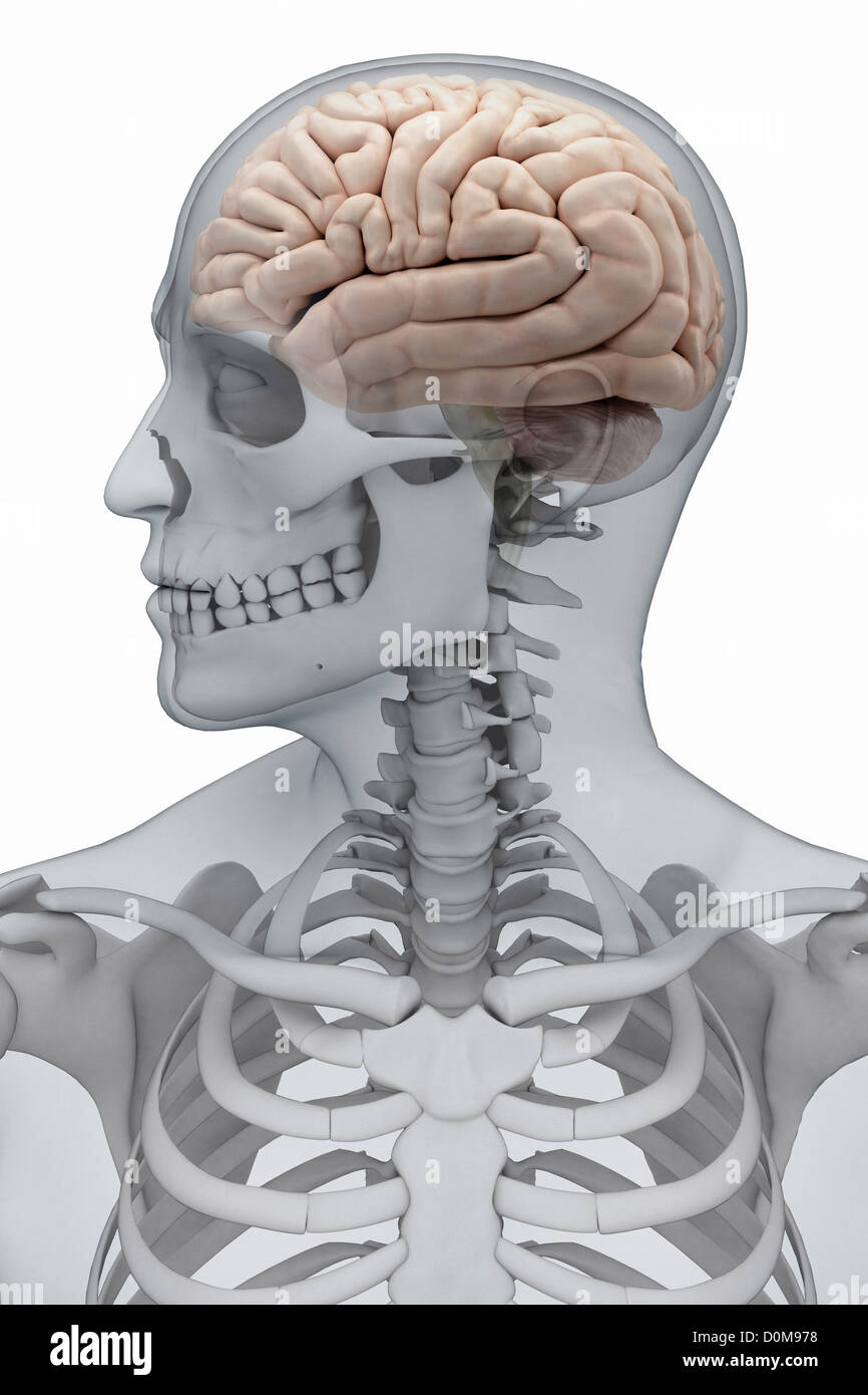 Human brain skeleton within male hi-res stock photography and