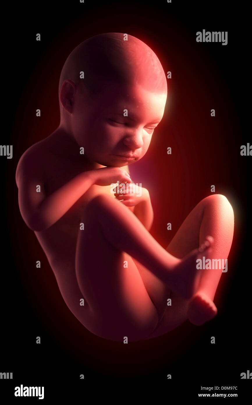 6 month fetus hi-res stock photography and images - Alamy