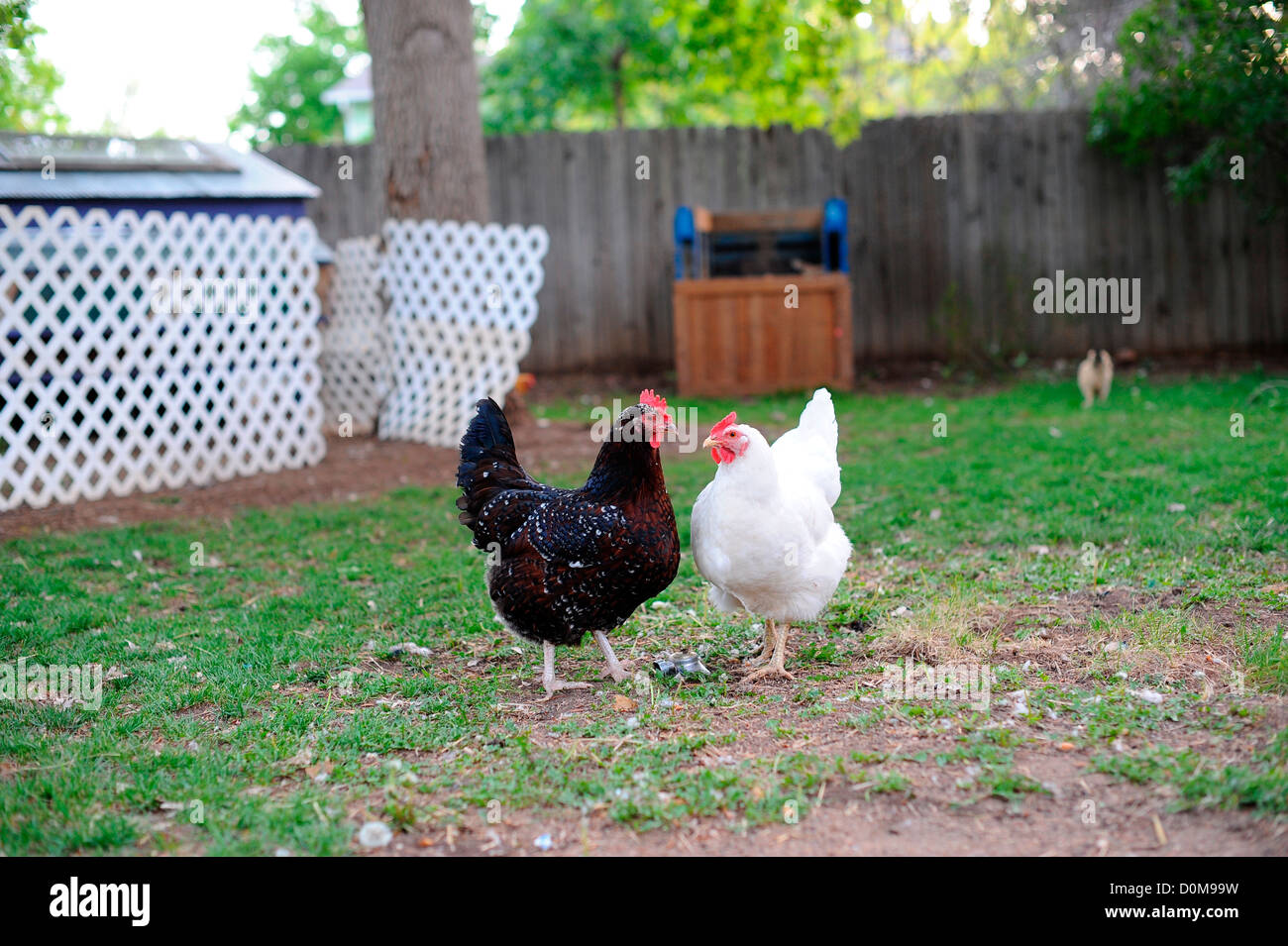 Chickens facing each other in a backyard Stock Photo Alamy