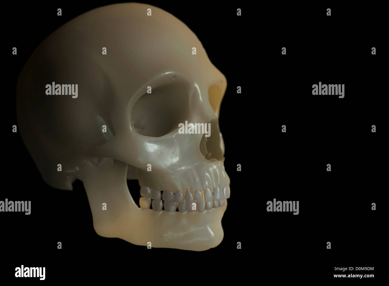 The human skull as seen from a front three quarter view. The skull has a wax like appearance. Stock Photo