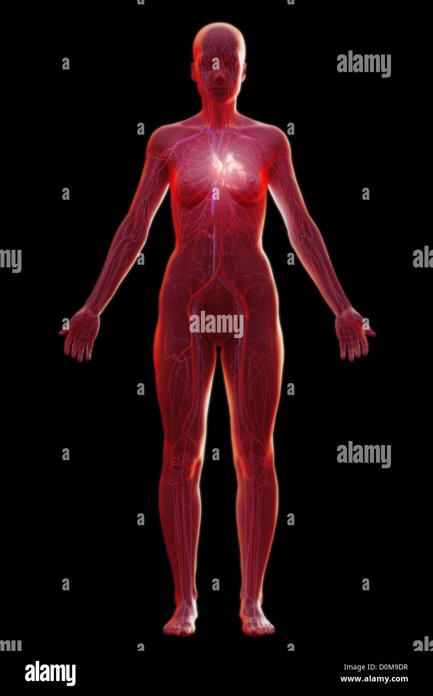 The cardiovascular system (female) of the full body viewed from the front. Stock Photo