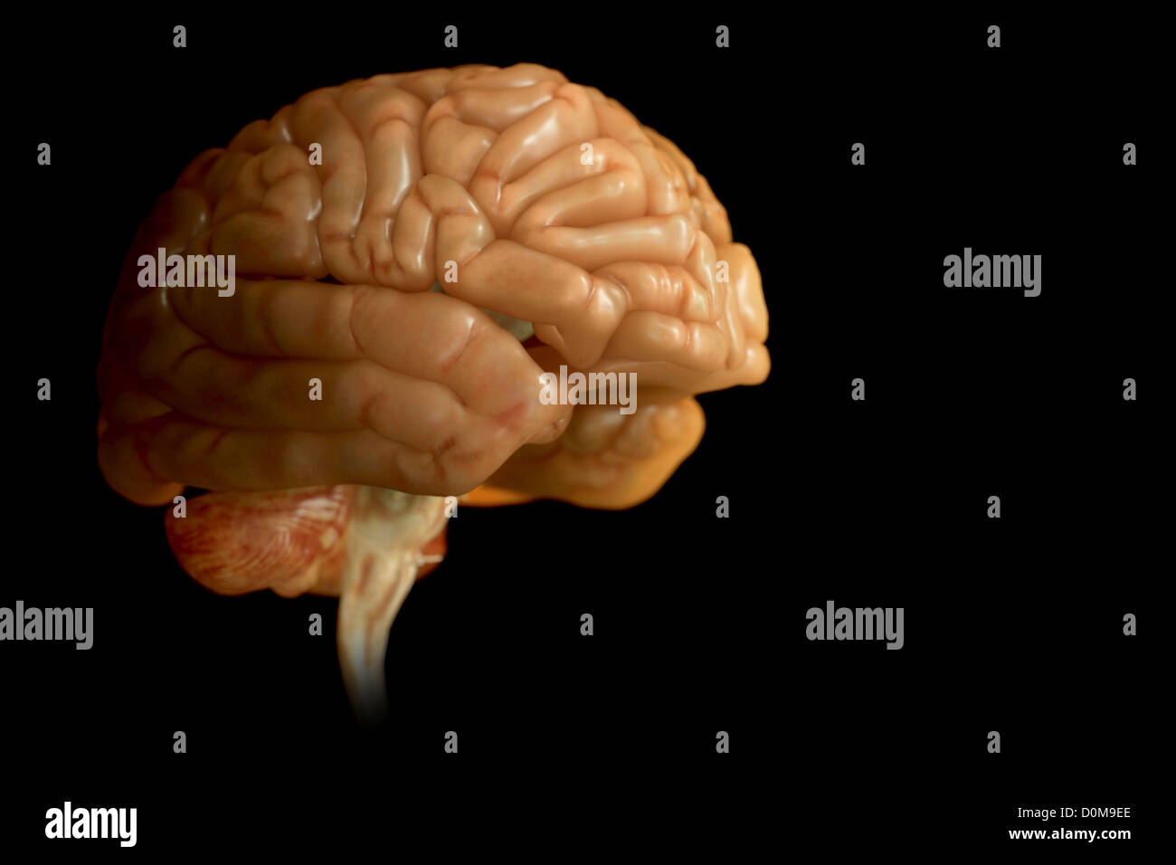 Human brain isolated and viewed from the side Stock Photo - Alamy