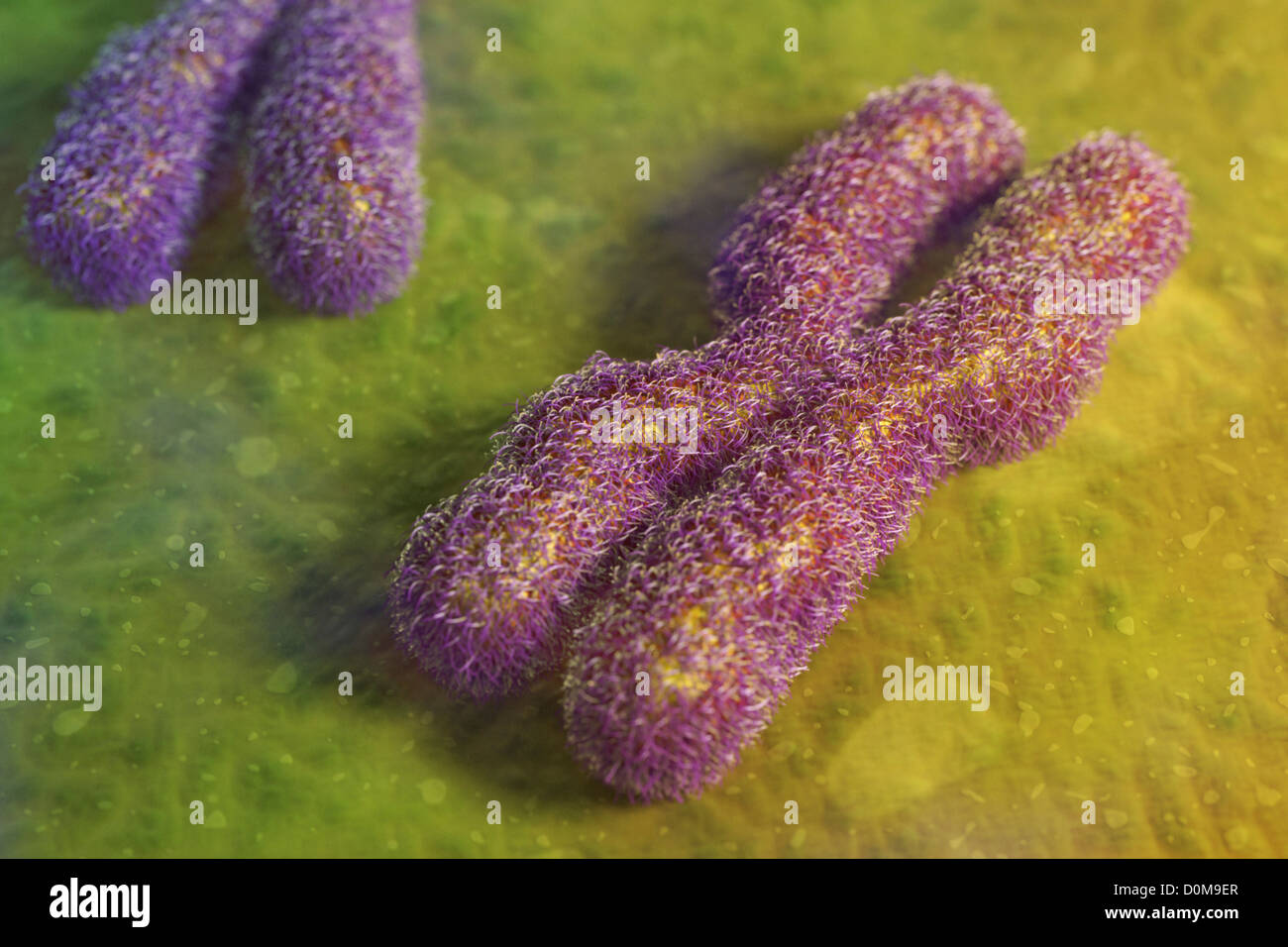 Conceptual depiction of a human chromosome. Stock Photo
