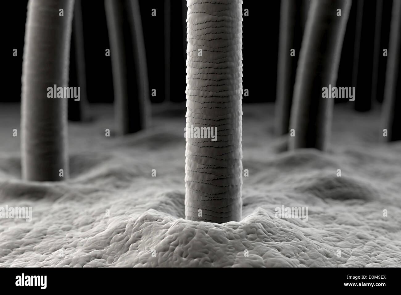 Fascinating Images of Everyday Objects Under a Microscope  Readers Digest