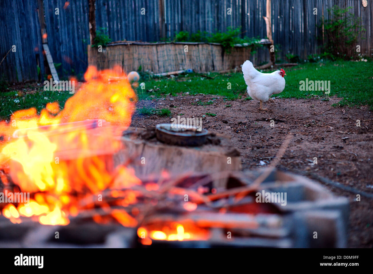 White chicken running past a backyard fire pit Stock Photo