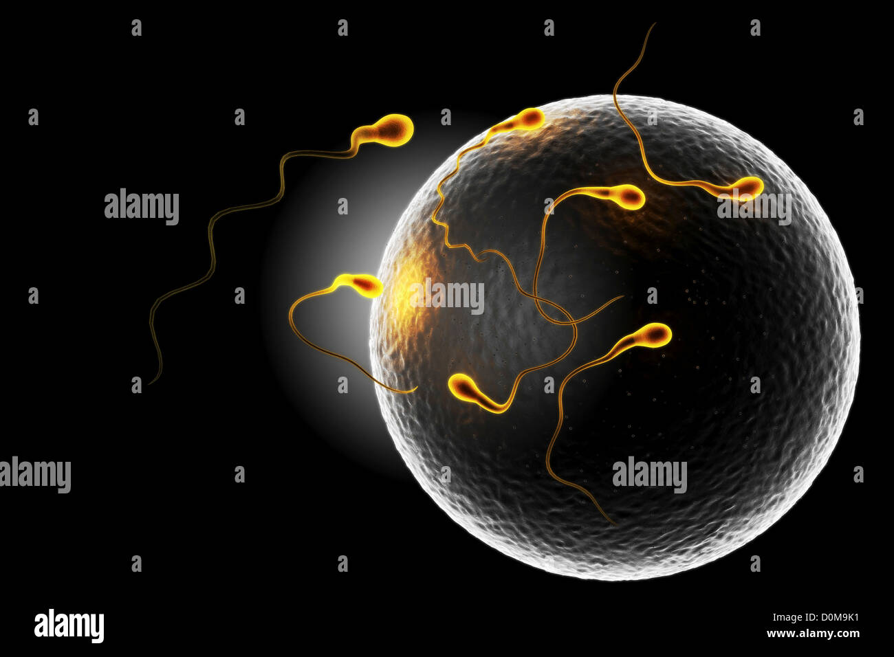 Stylized view of human sperm surrounding an ovum at the moment of